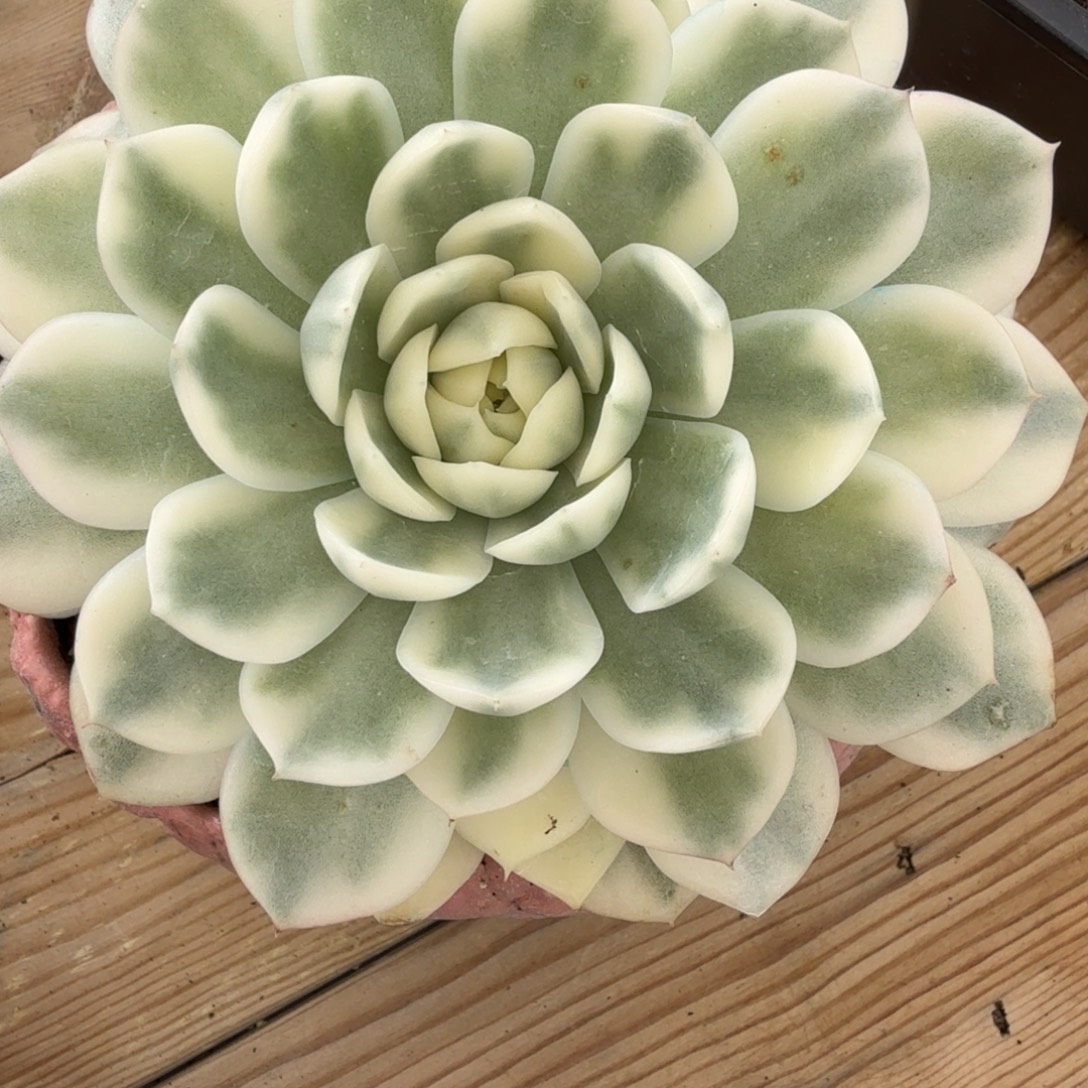 韩水晶 安吉园艺锦锦