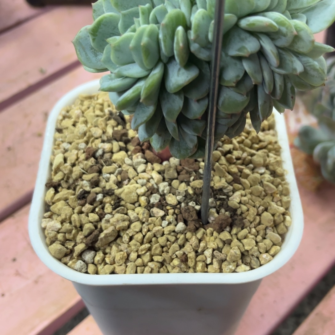 天***华劳林缀化多肉植物