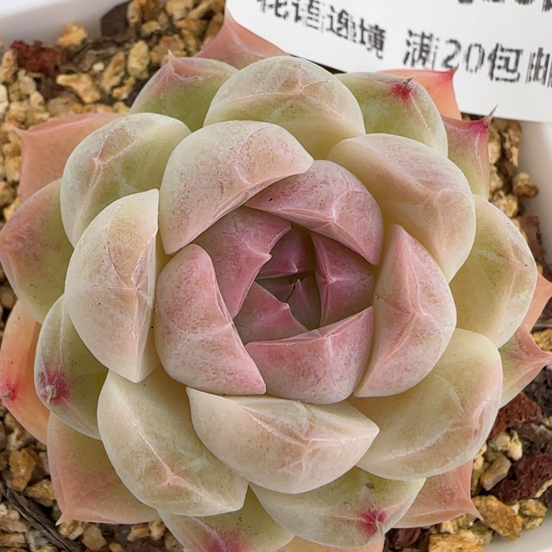 花语逸镜0128-263