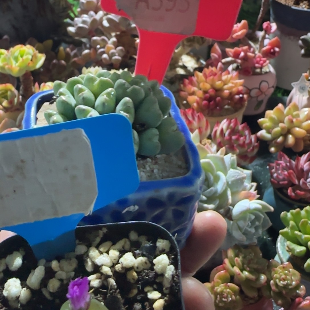 语***然多肉植物两颗到手哇塞