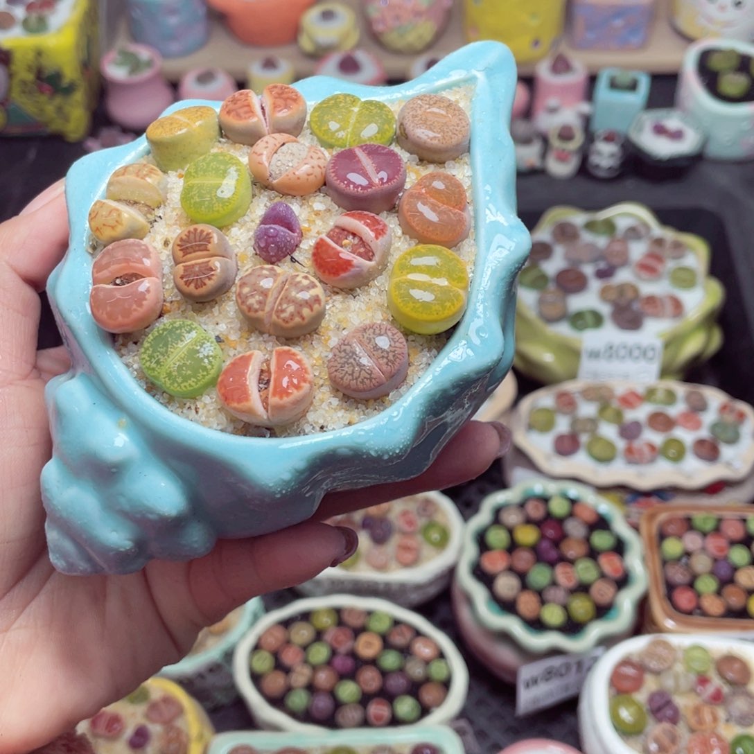 w8019 带盆土发货-零下地区拍保温箱