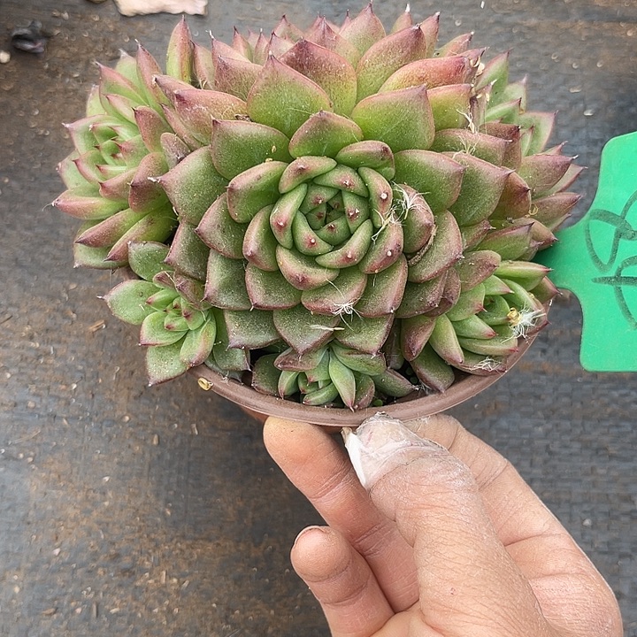 两单包邮，一物一拍84