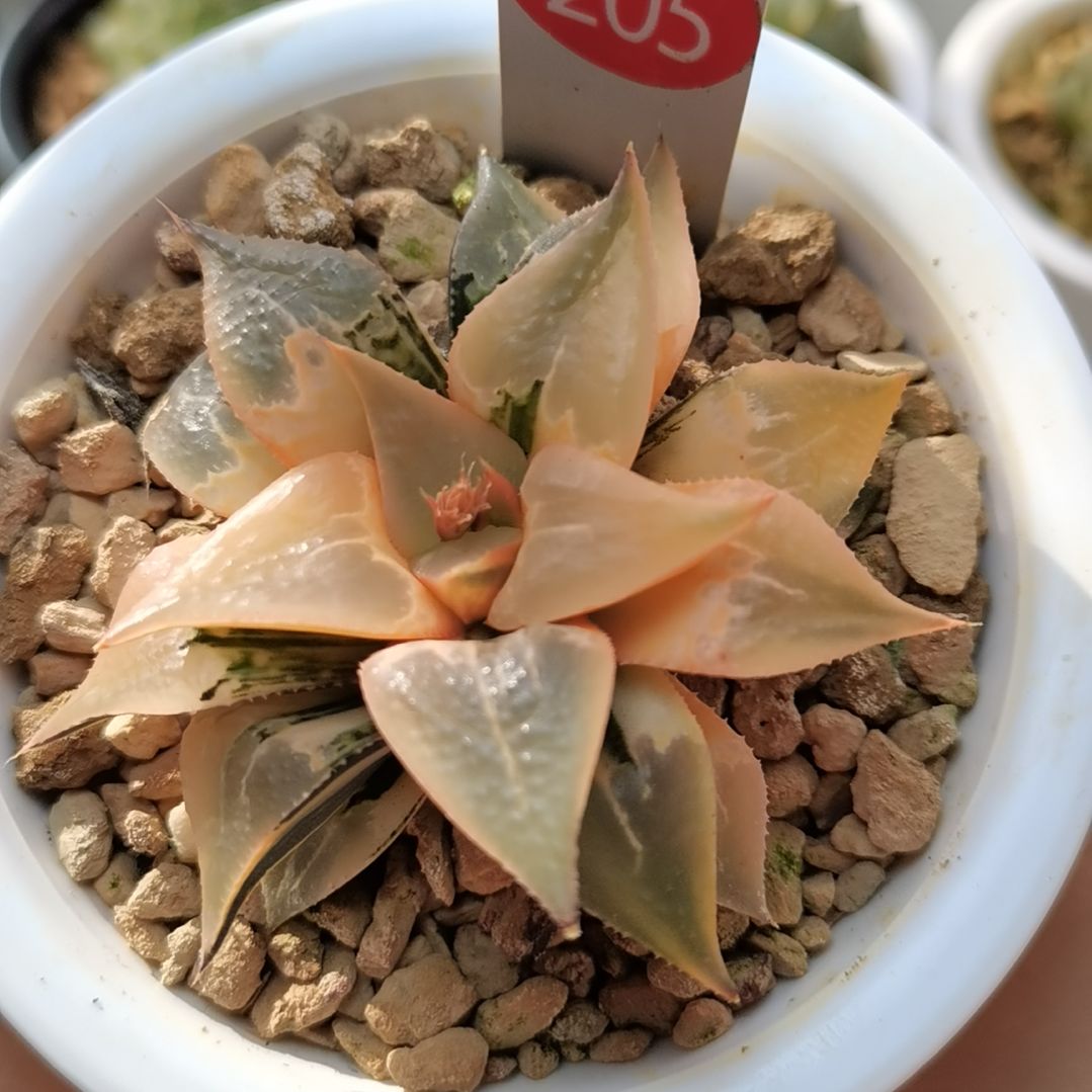 205号酒吞童子锦新叶糊斑一物一拍带盆土发货