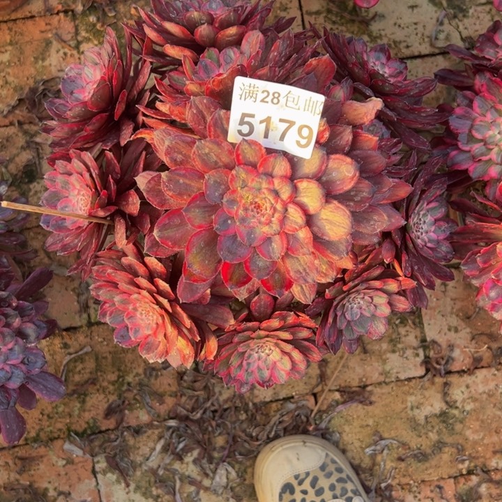 5179紫霞多肉植物