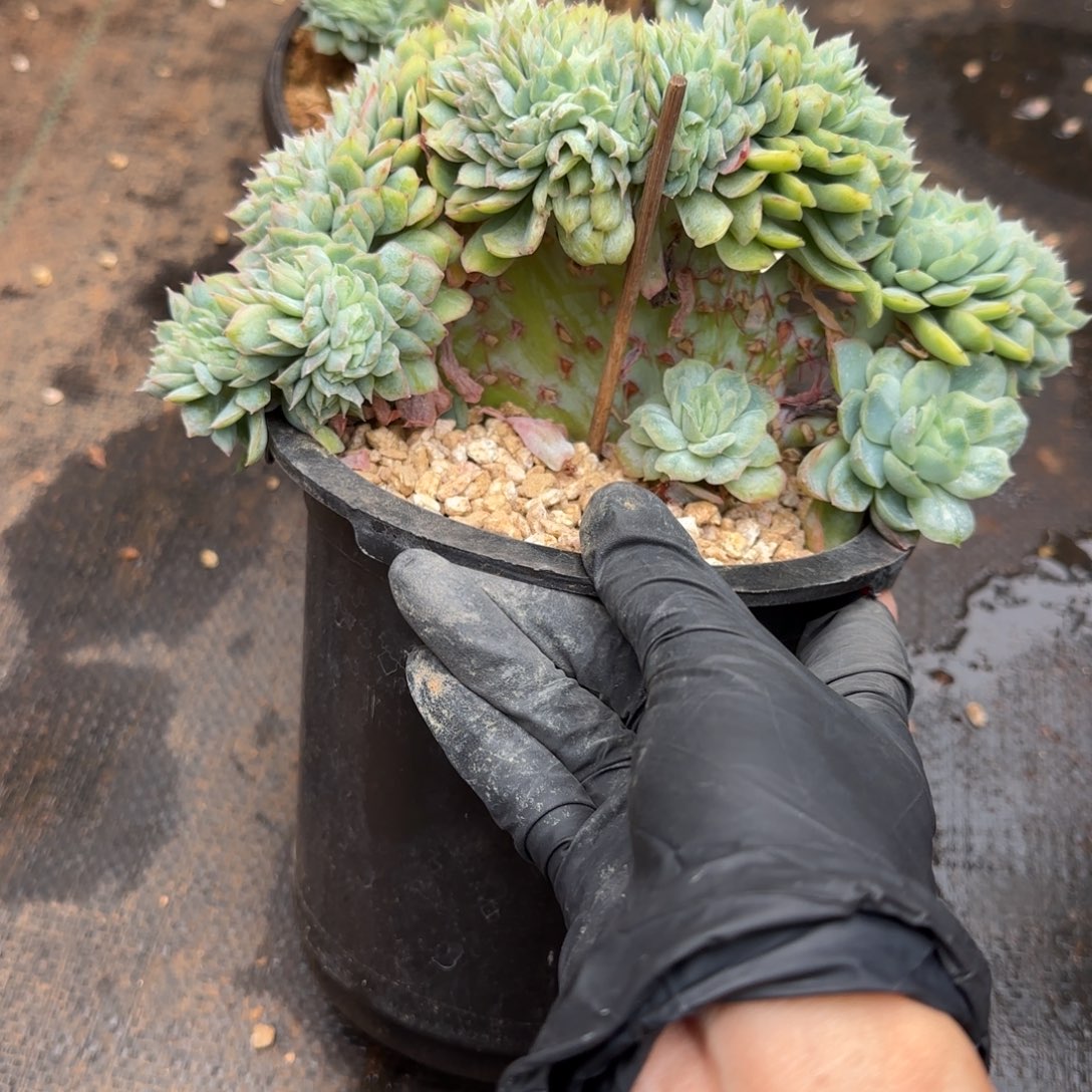 2***H0062。     泡泡纱裙缀