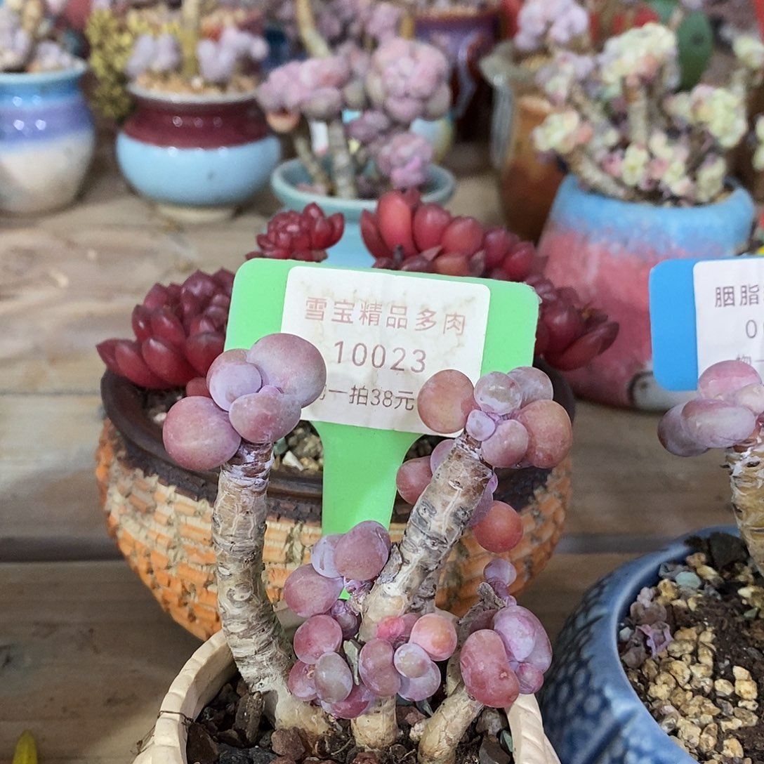 10023，咯托我哦我魔芋我