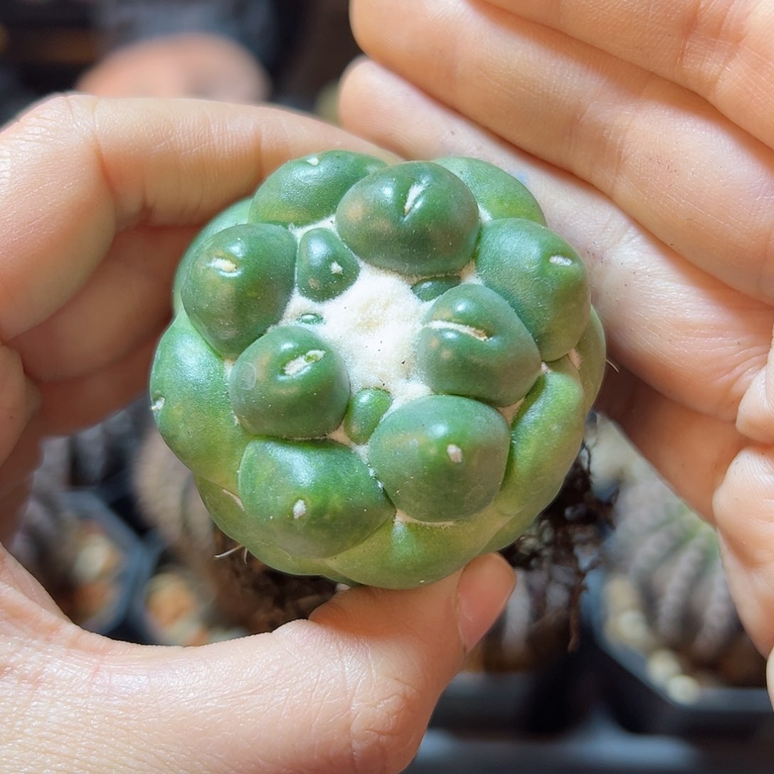 自根无刺象牙5公分带盆