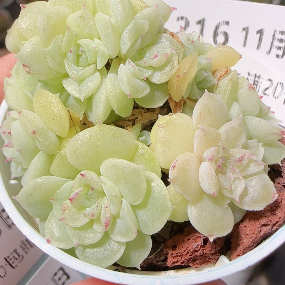 上***A花语逸镜1129-216多肉散