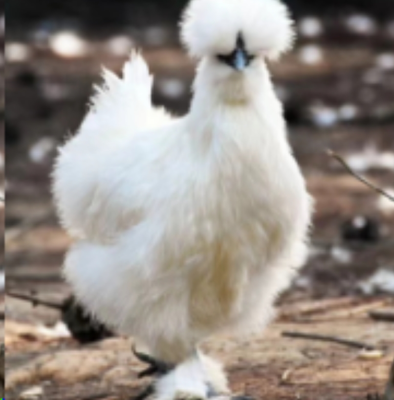 泰和乌鸡整鸡生鲜肉质鲜美到手11只