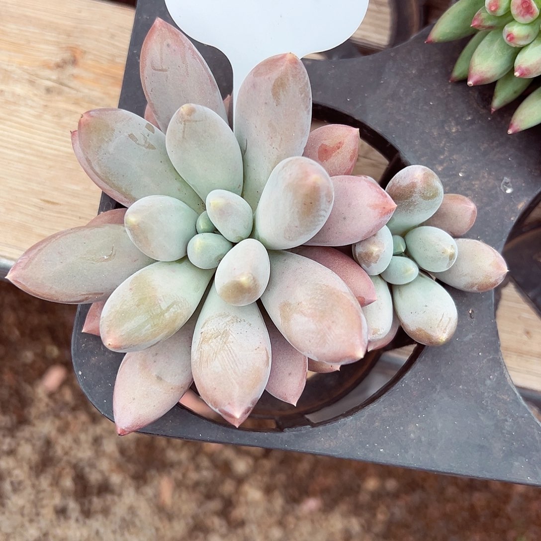 0930-17胖体哥特。