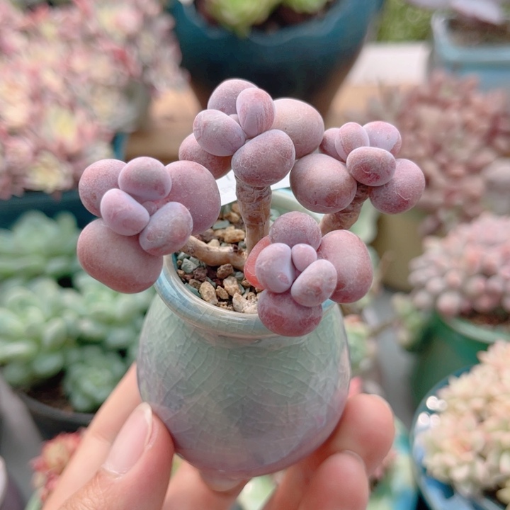 782 腰子蛋 带陶瓷盆发货 满28包邮