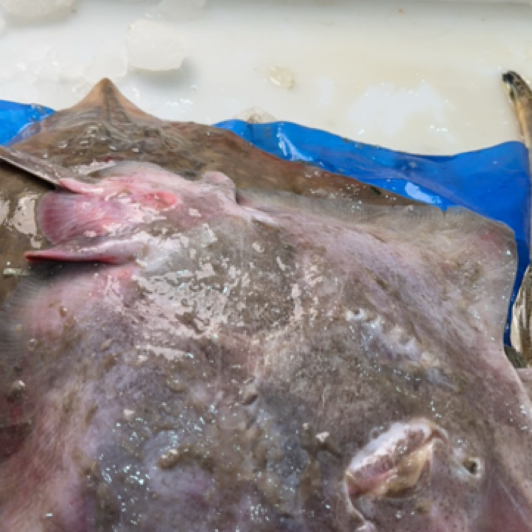 华子鱼，老板鱼本海货