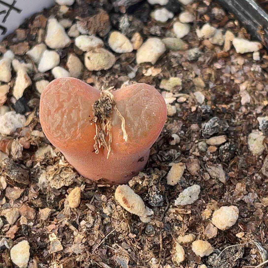 27-161红风铃多肉植物