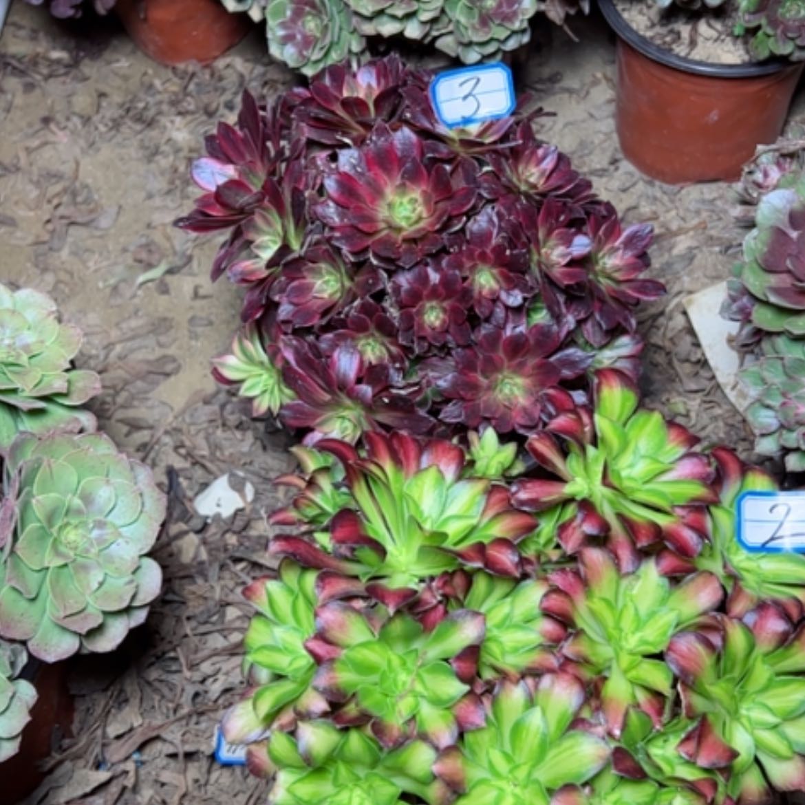 【闪购商品】断枝不包有砍3