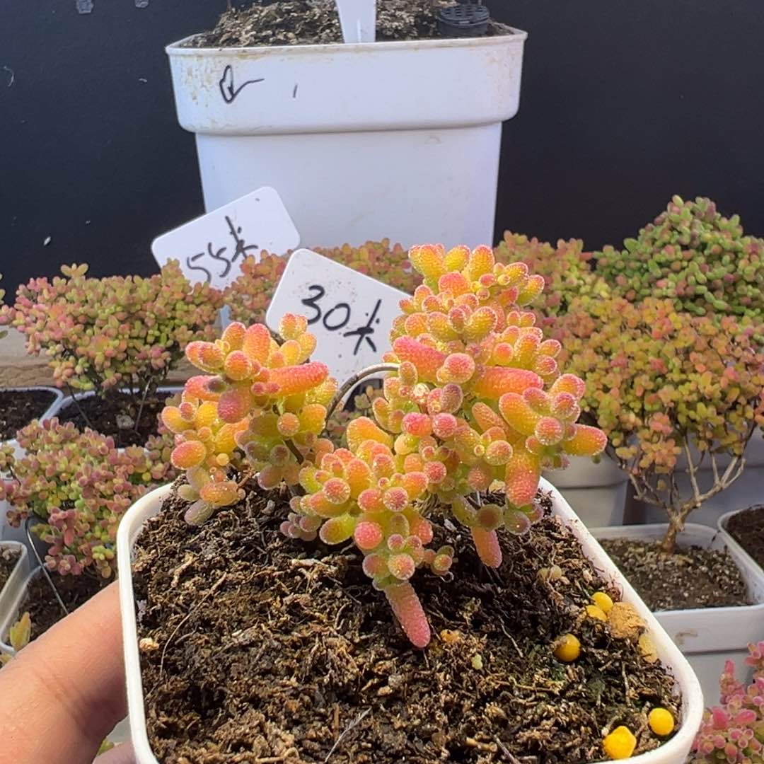 枝干 枝干 枝干 枝干