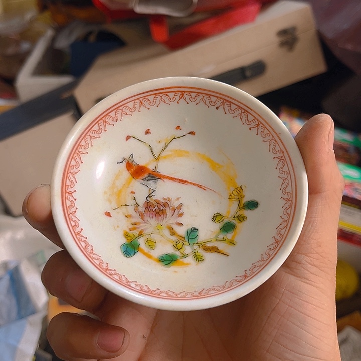 杂色豆（科檀/科特迪瓦檀木）苗*