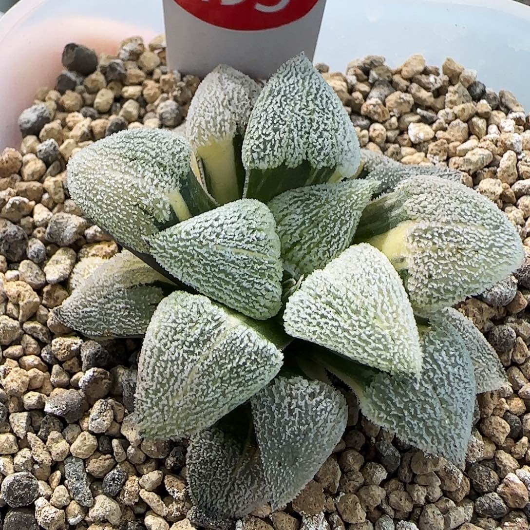 195号磨面锦一物一拍带盆土