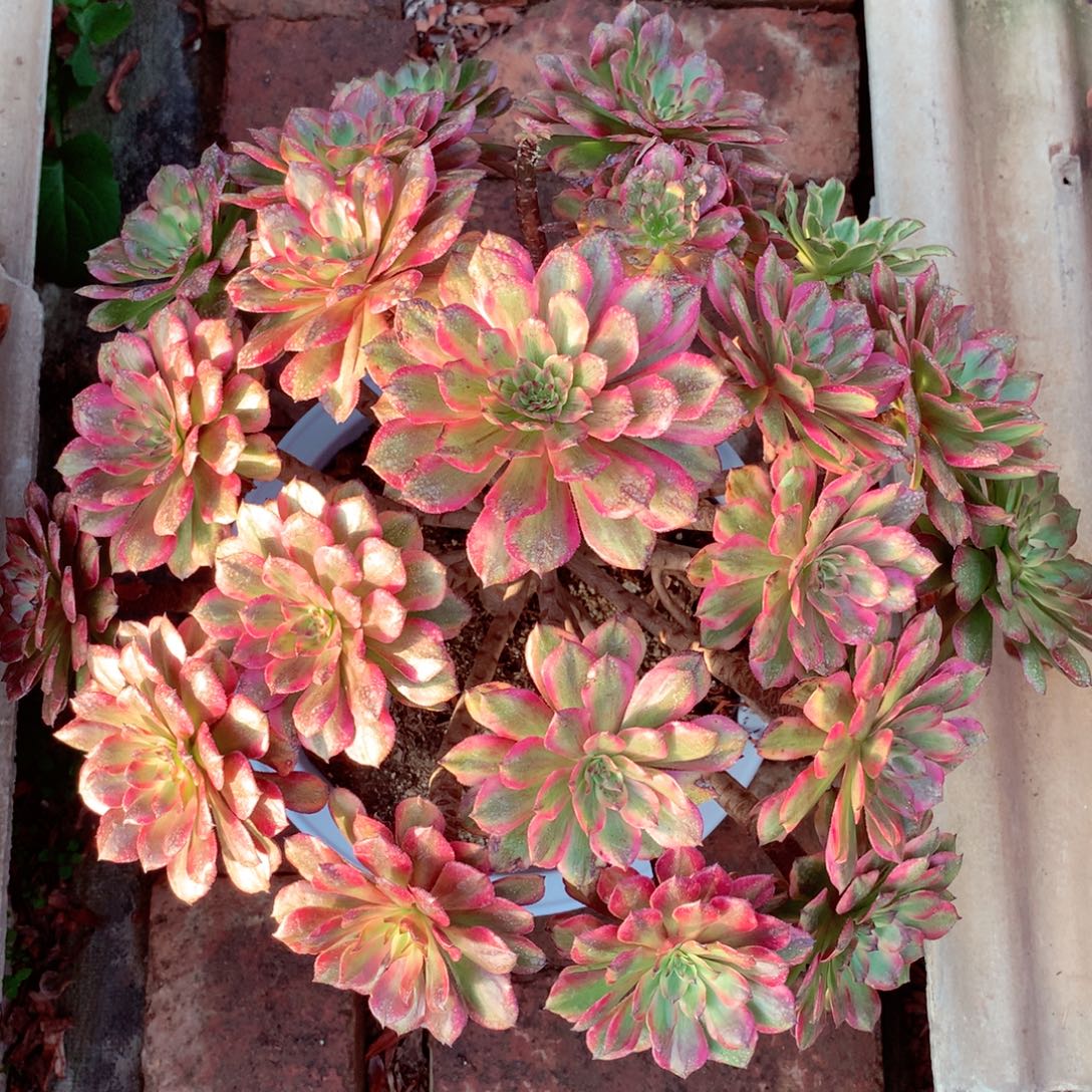 奥黛丽，少个小朵的