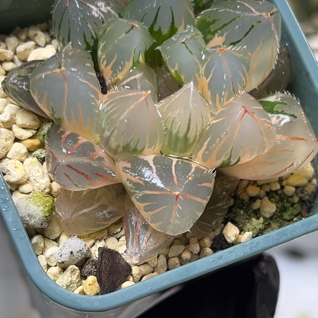 十二卷多肉植物2040oh