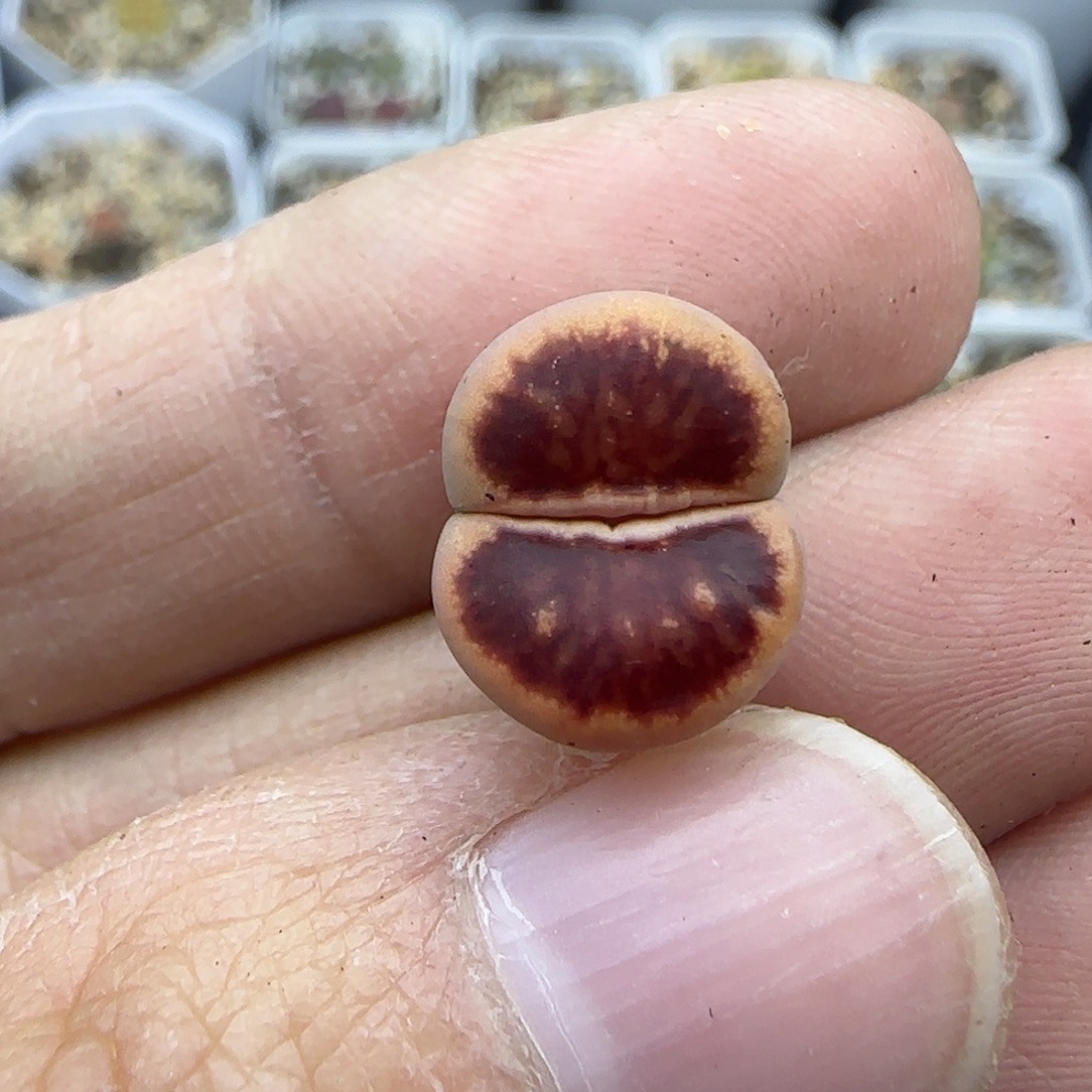581 清框福利30包邮