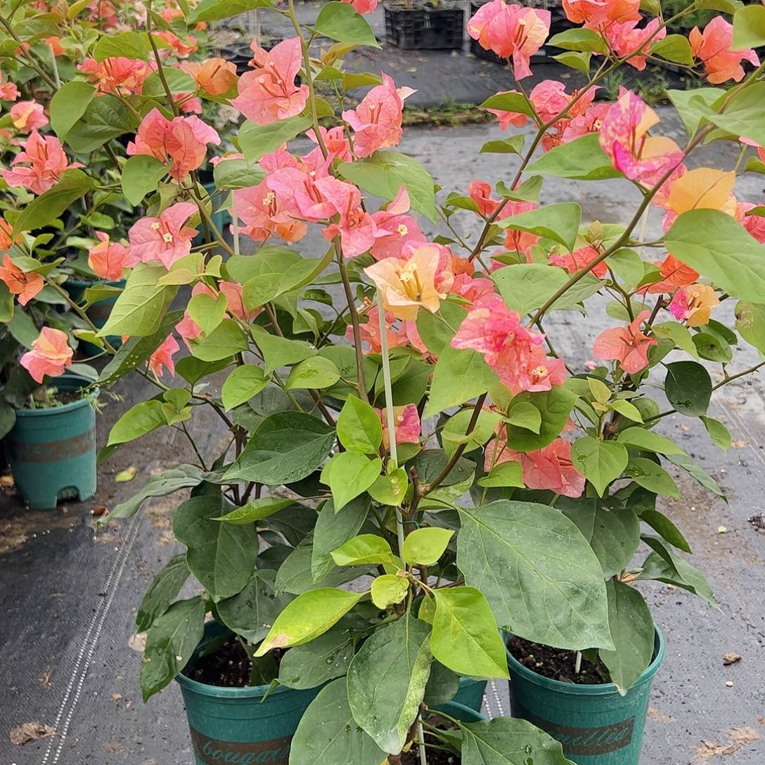 大部分开放少量花苞阿达娜一棵