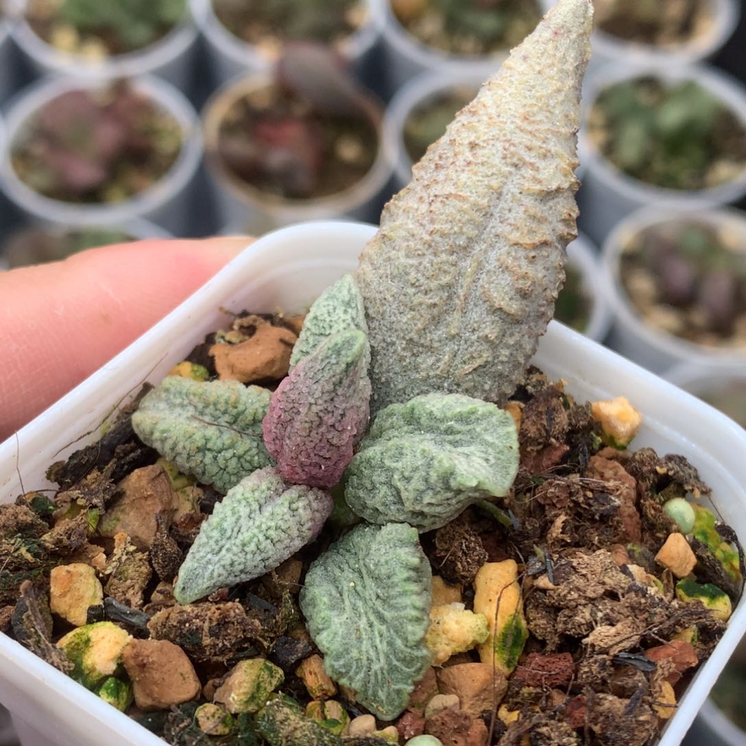 融化纹冰淇淋水泡 5.5厘米盆