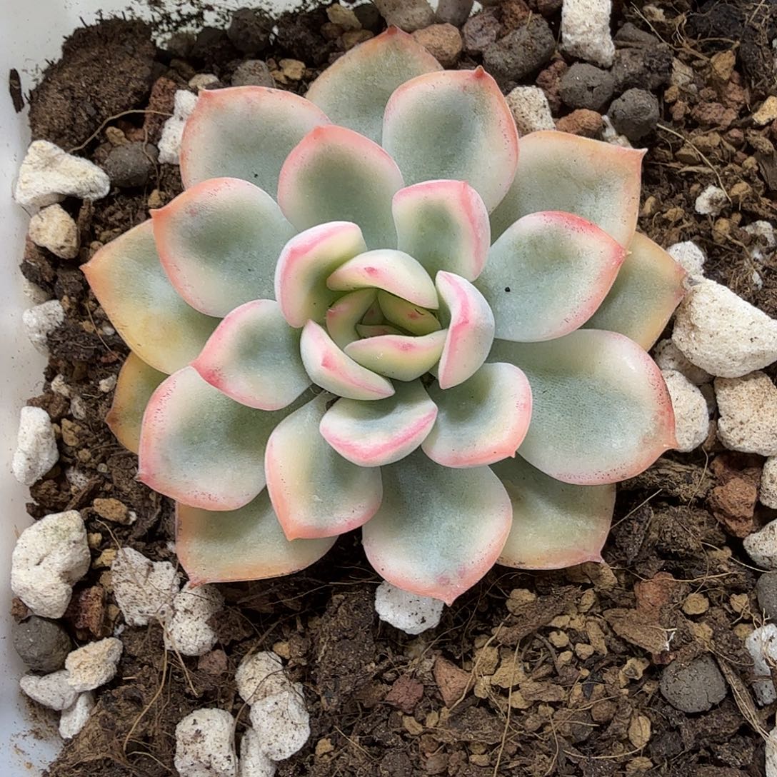 雨燕座锦  小方花圃一物一拍