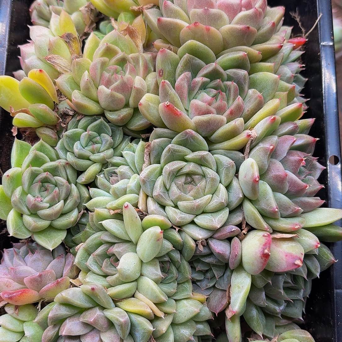 多肉植物多肉植物374