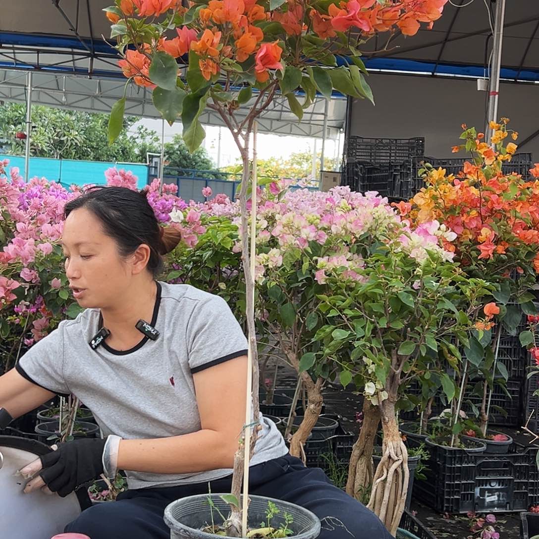 林***训大部分花苞少量开放B99波妹