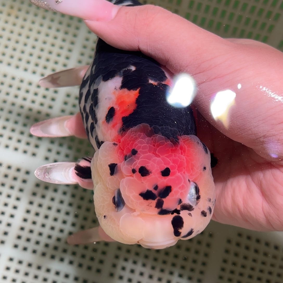 泥***叫金鱼拍包装包邮，不拍包装运费到付