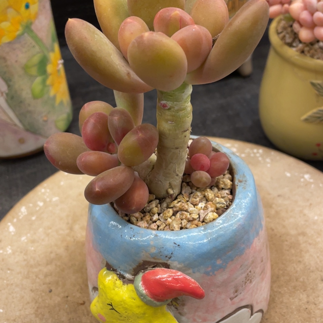 睿***主弥鹿之森一物一拍