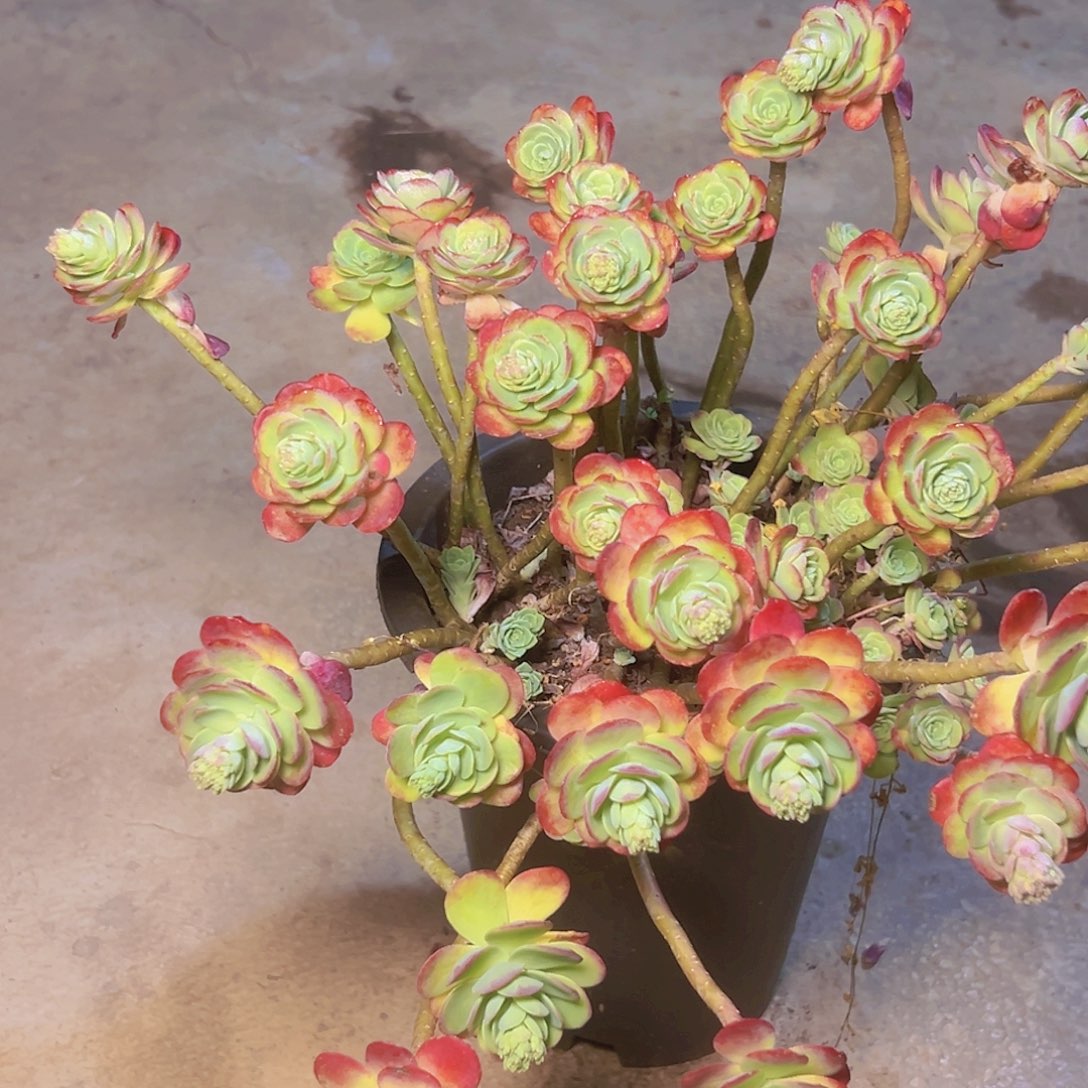 薄化妆一个脱土发