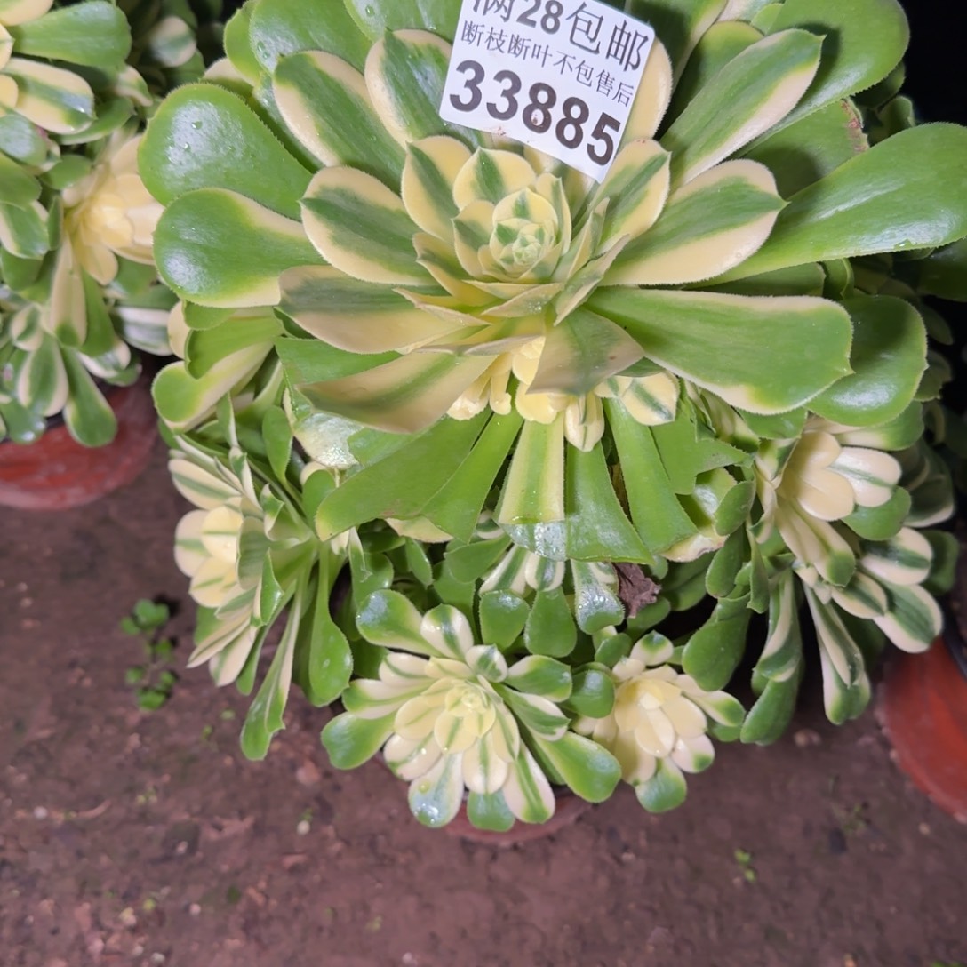 33885辛尼亚多肉植物