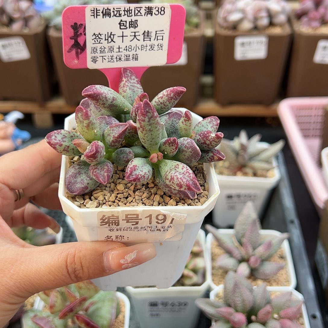 197艾薇多肉植物