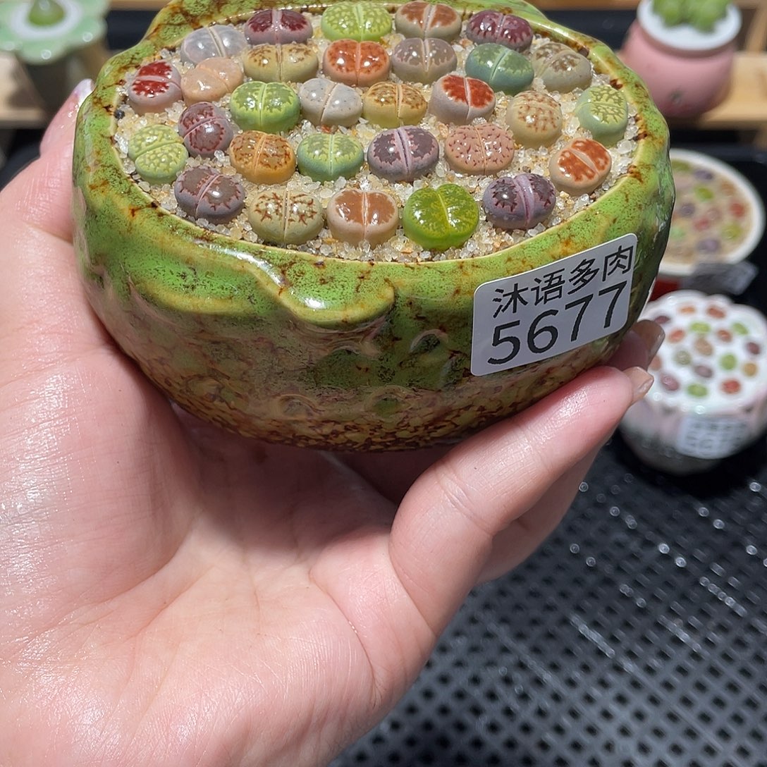 带盆土植物 一物一拍5677