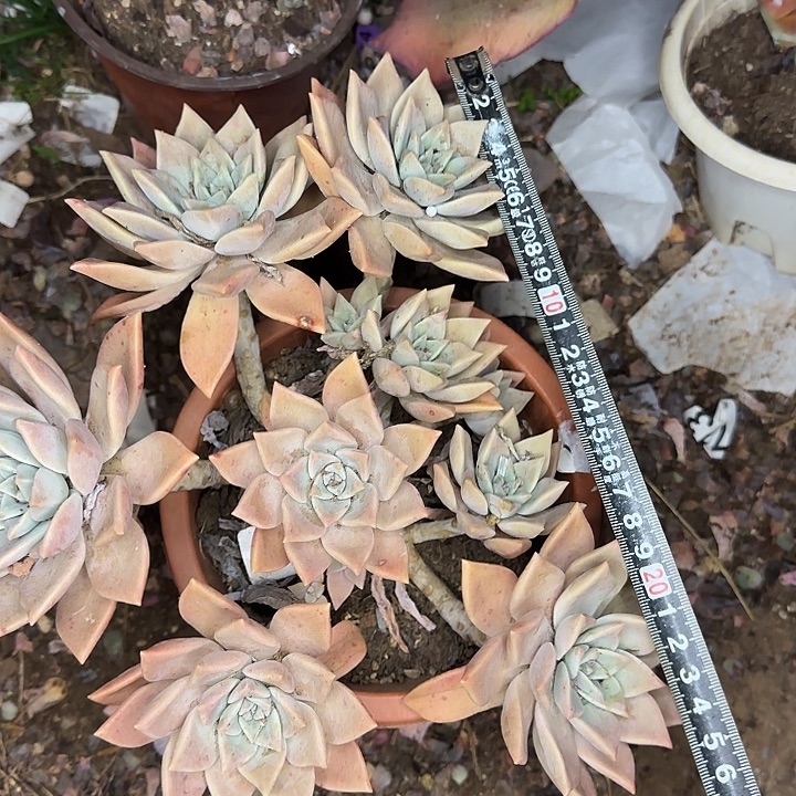 暮色黄昏272 多肉植物一物一拍