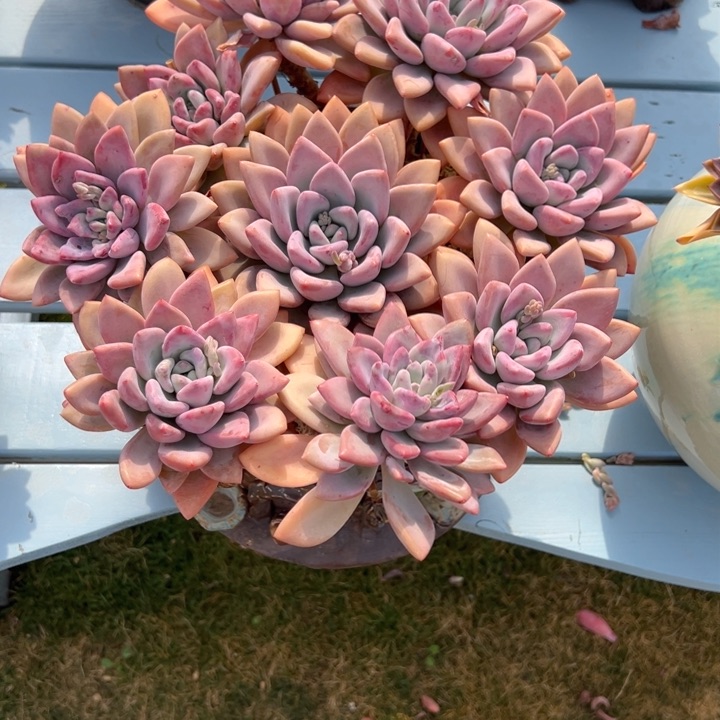 咕**l奥胖手棒花   