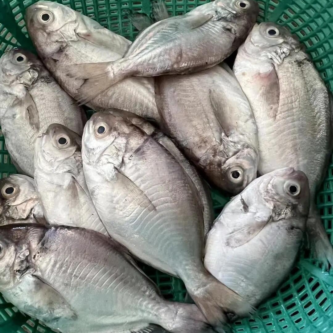 宁波石浦东海新鲜海捕野生肉鲳鱼4斤