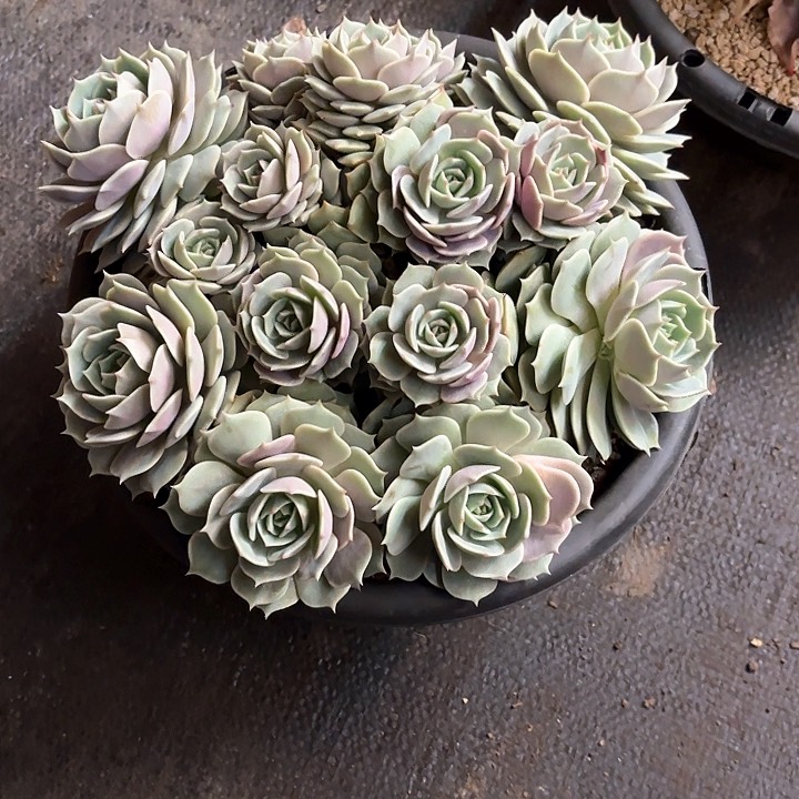 多肉植物，露娜莲