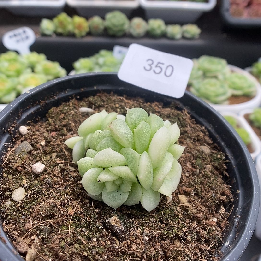 桃****一物一拍一物一拍921-350