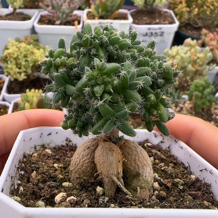 355-姬红小松-可做嫁接