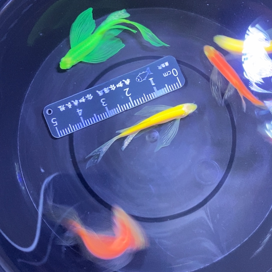 斑马鱼蝶翼斑马3.5-4.5厘米5条