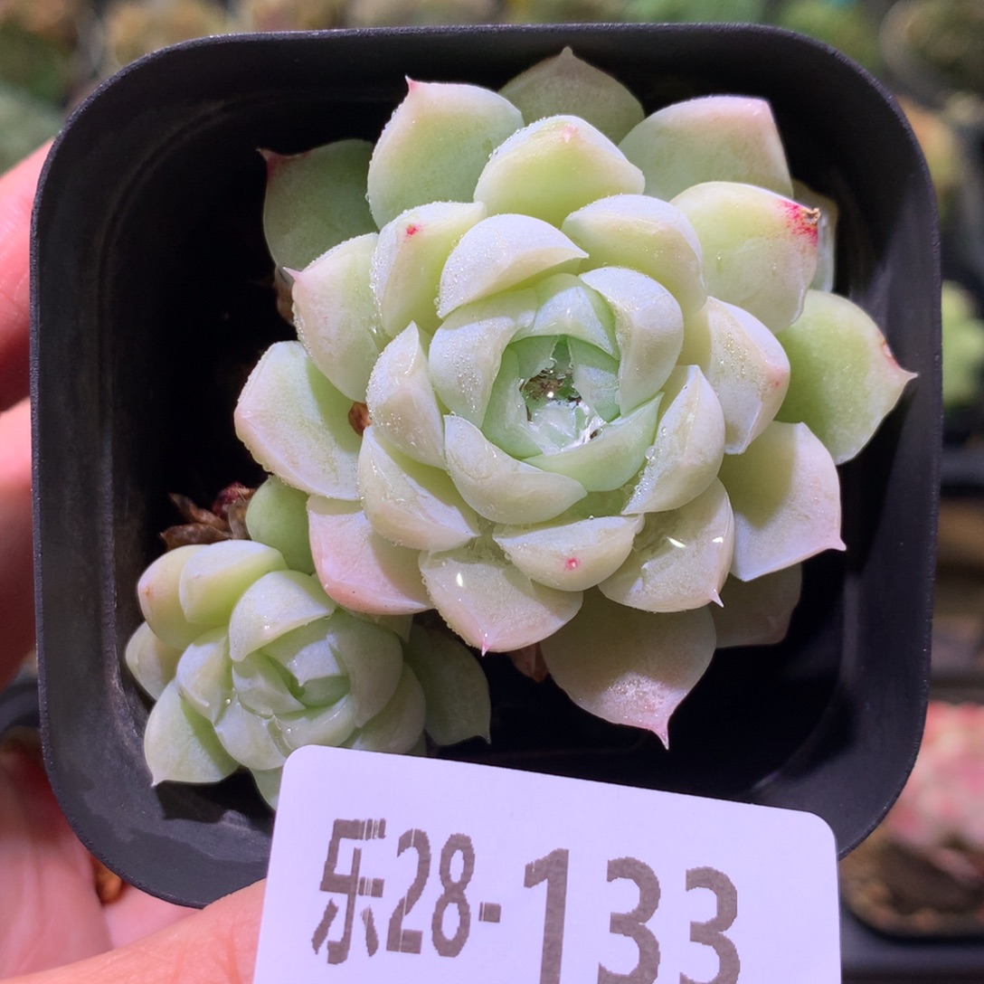 乐然28-133 白月影 