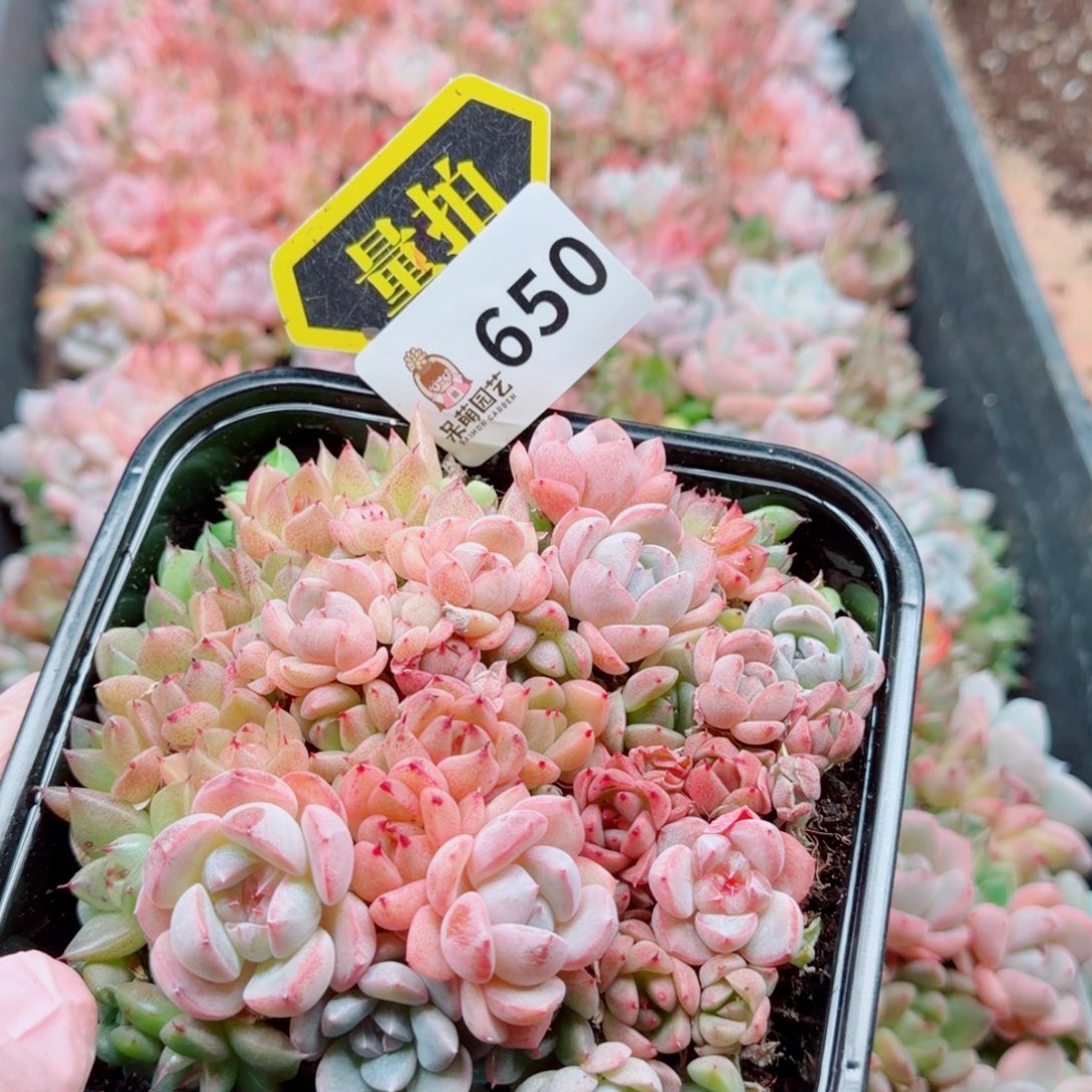 多肉植物多肉植物