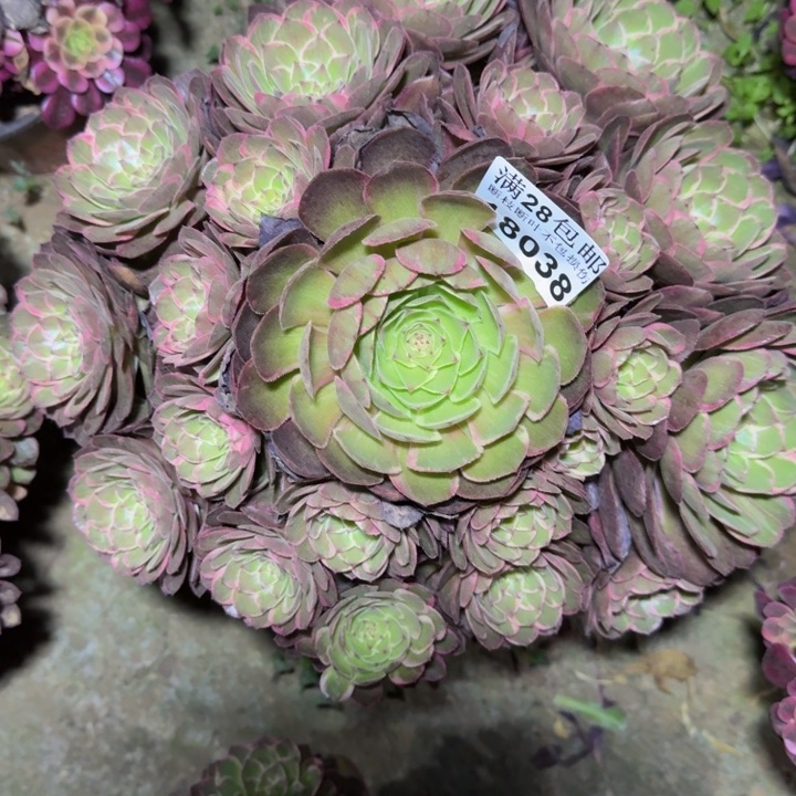 18038莲花座多肉植物