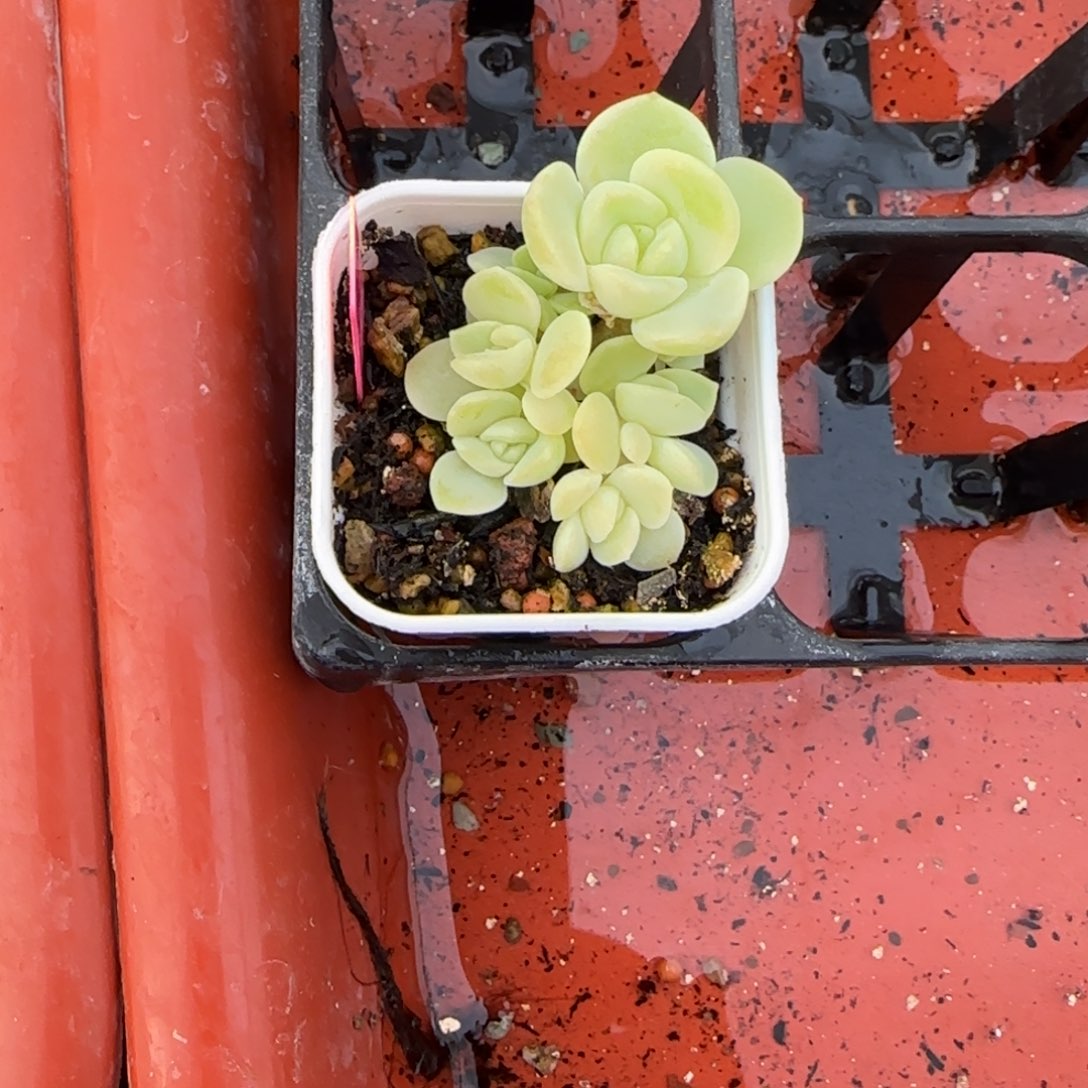 柠****610珍妮7头一个满25包邮