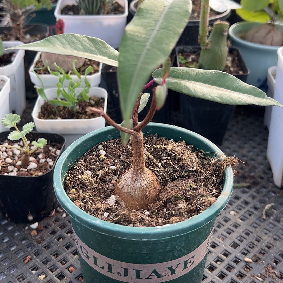 紫背242，一物一拍，