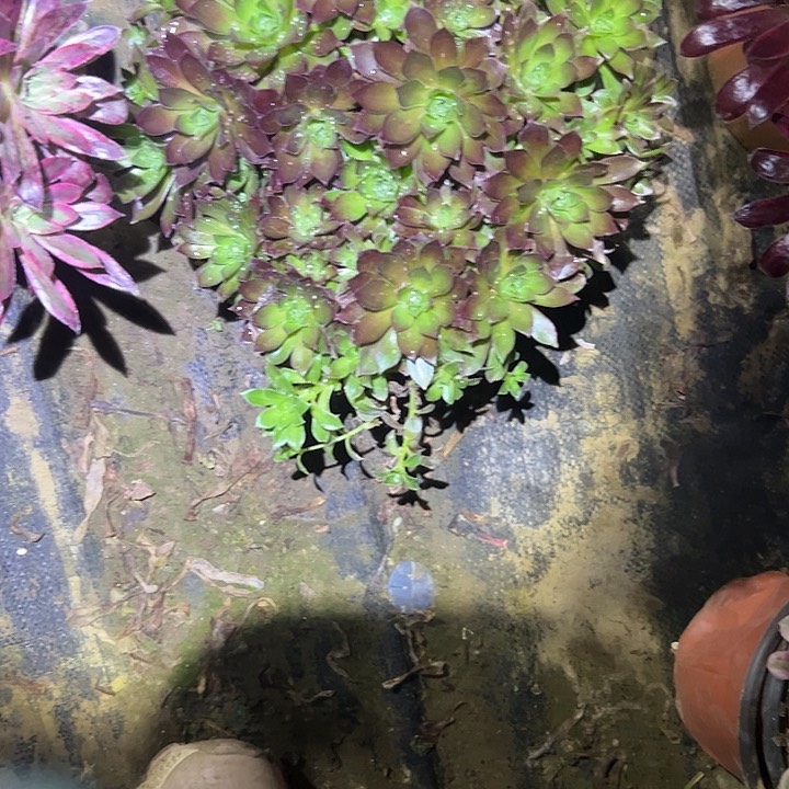 多肉法师植物链接44