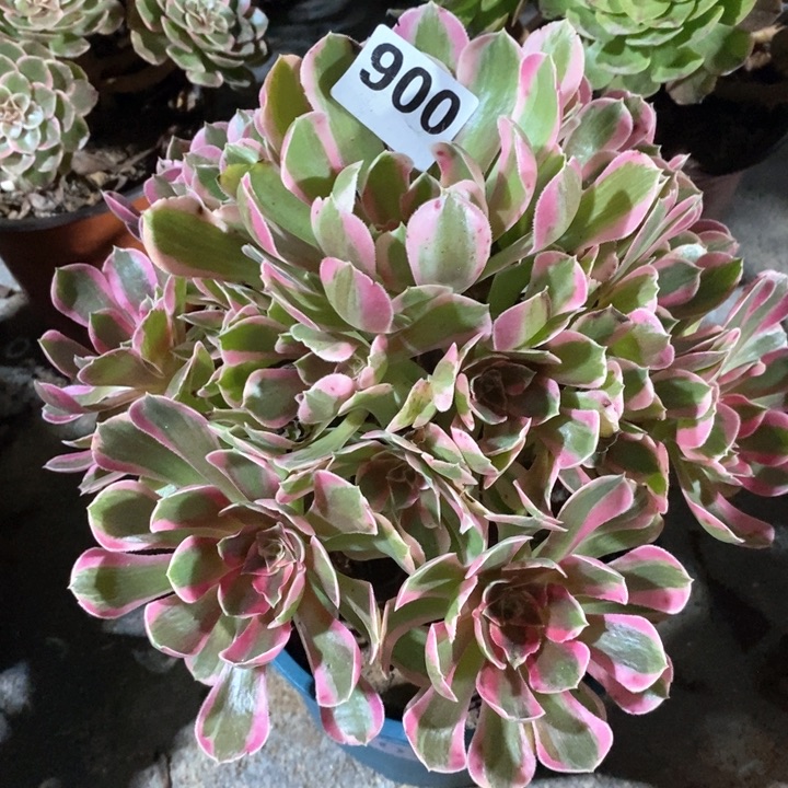 法师一物一拍900