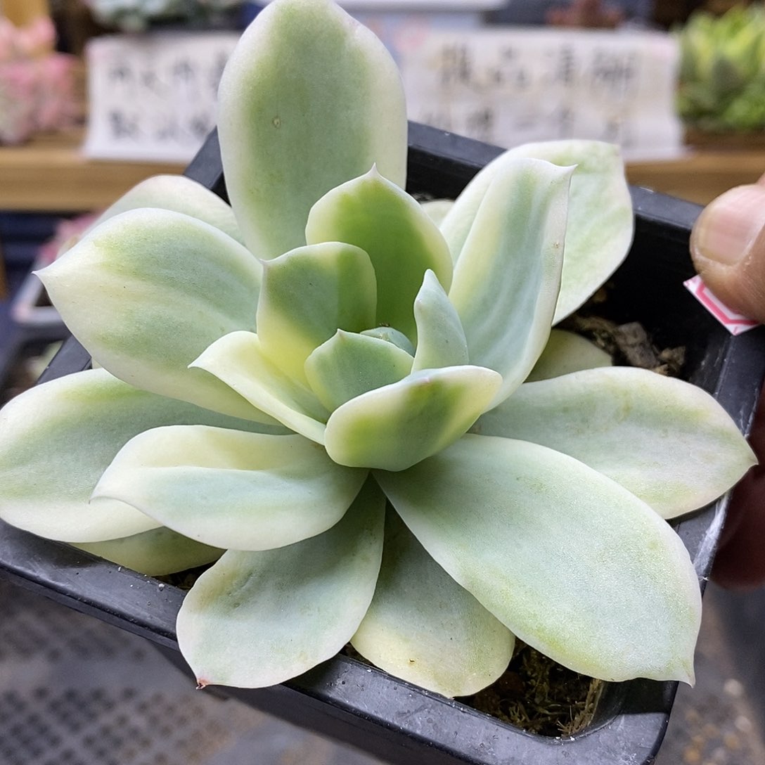 2699 小白龙覆轮锦